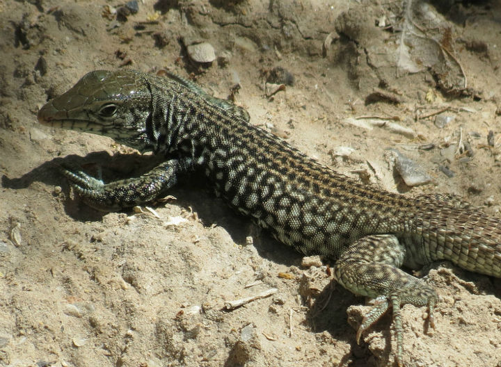 Whiptail